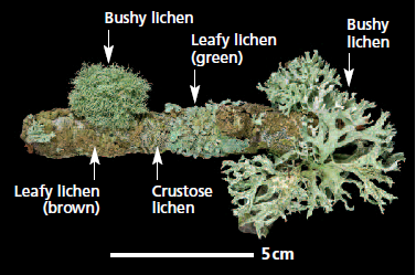 Lichen Colour Chart