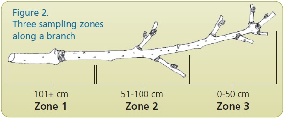 branch sampling zones