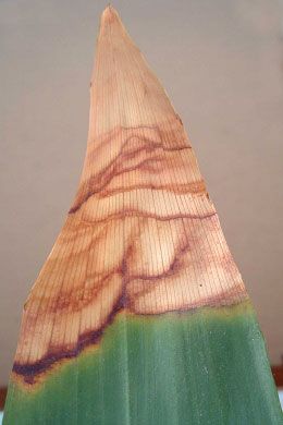 Mimicking symptoms in Aspidistra, probably showing water stress. Mimicking symptoms in Aspidistra, probably showing water stress.