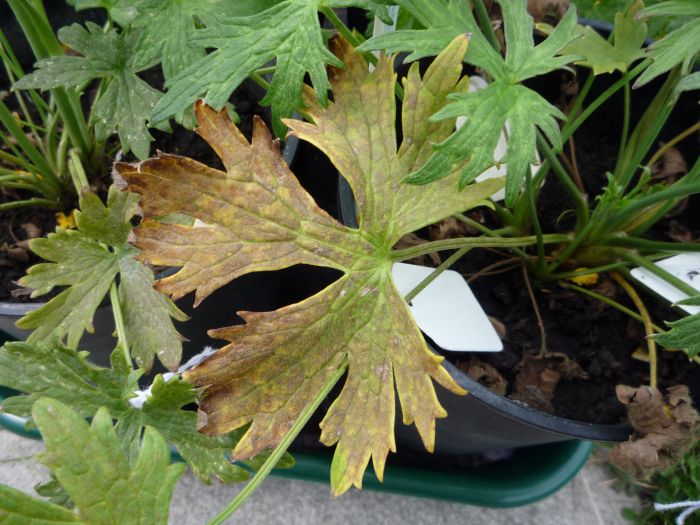 Ozone damage -Cutleaf Coneflower (Rudbeckia laciniata L.)