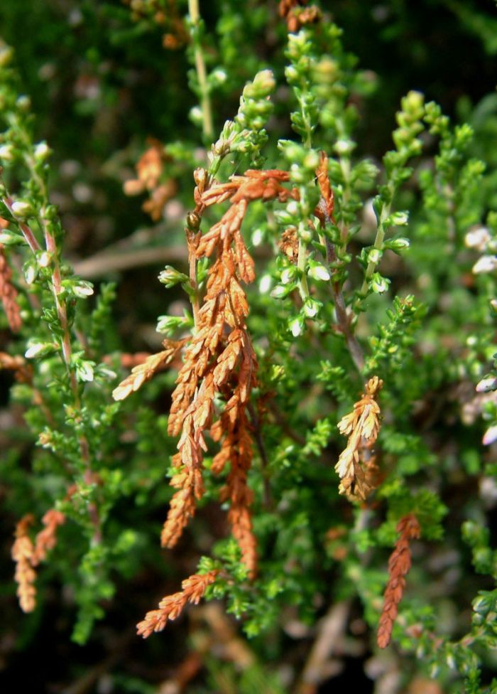 Calluna - fungal damage Calluna - fungal damage