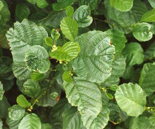 Leaf distortion in Alnus glutinosa