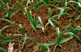 Leaf marking on a field of leeks (Allium porrum)