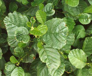 Leaf distortion in Alnus glutinosa Leaf distortion in Alnus glutinosa