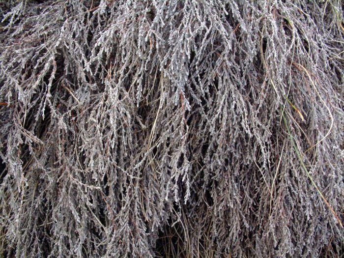 Bleached Heather (Calluna vulgaris)