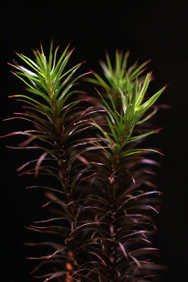 Polytrichum commune