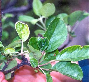 Apple showing leaf distortion Apple showing leaf distortion