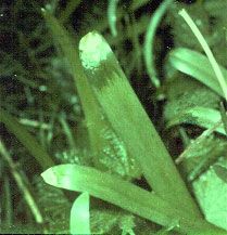 Leaf necrosis on a bluebell