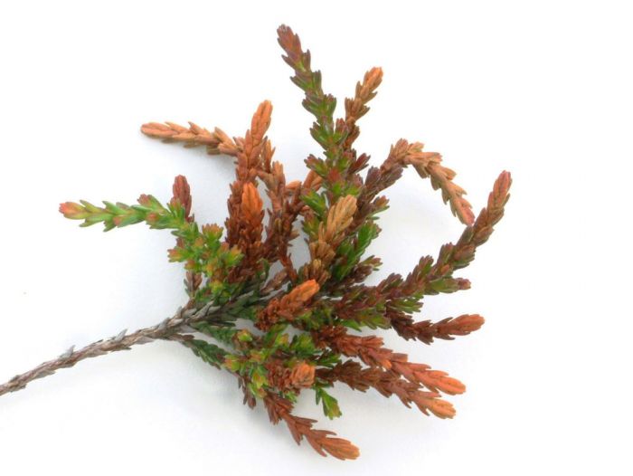 Calluna - spring frost damage 