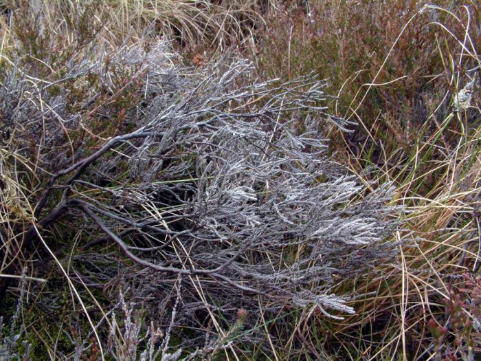 Bleached Heather (Calluna vulgaris) Bleached Heather (Calluna vulgaris)