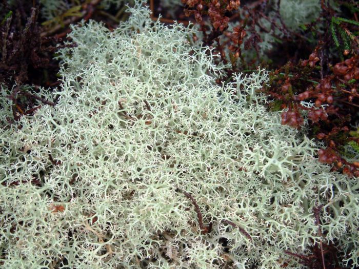 Cladonia portentosa