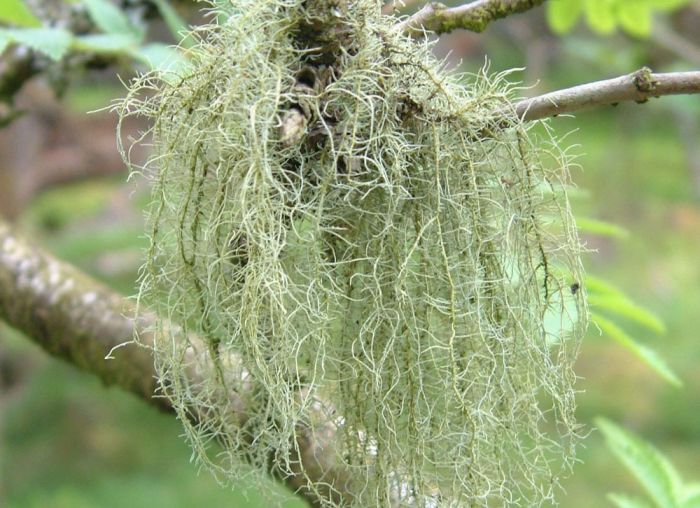 Usnea hirta