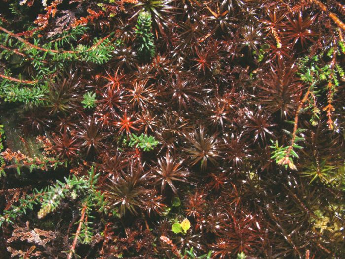 Polytrichum commune