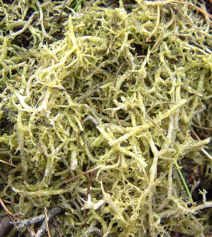 Cladonia portentosa