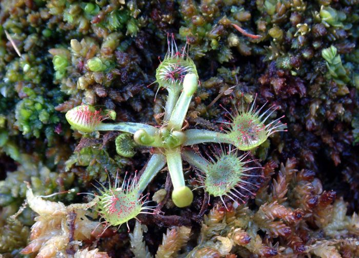 Drosera rotundifolia