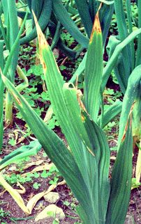 Fluoride stress on Gladiolus Fluoride stress on Gladiolus