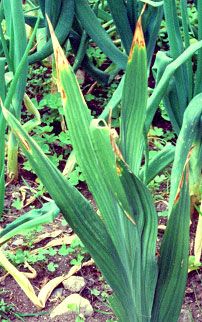 Fluoride stress on Gladiolus