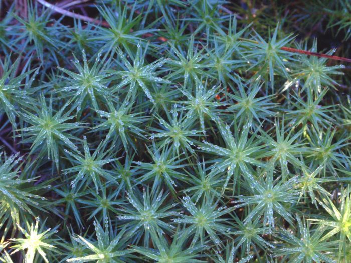 Polytrichum commune