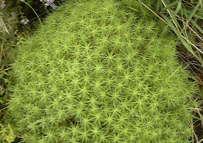 Polytrichum commune