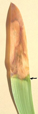 Injury developing in an Iris leaf