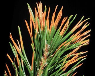 Lodgepole pine needle necrosis 