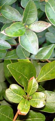 Marginal necrosis and leaf distortion on Privet