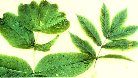 Leaf distortion and chlorosis in Sambucus sitchensis