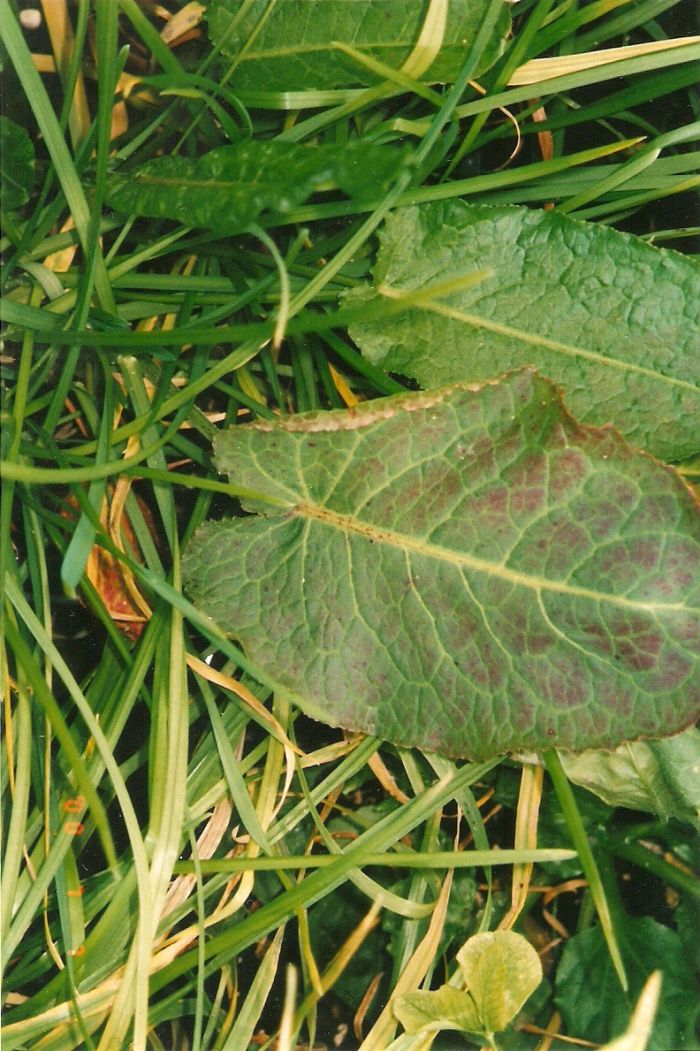 Ozone damage - Dock 'Rumex obtusifolius' 