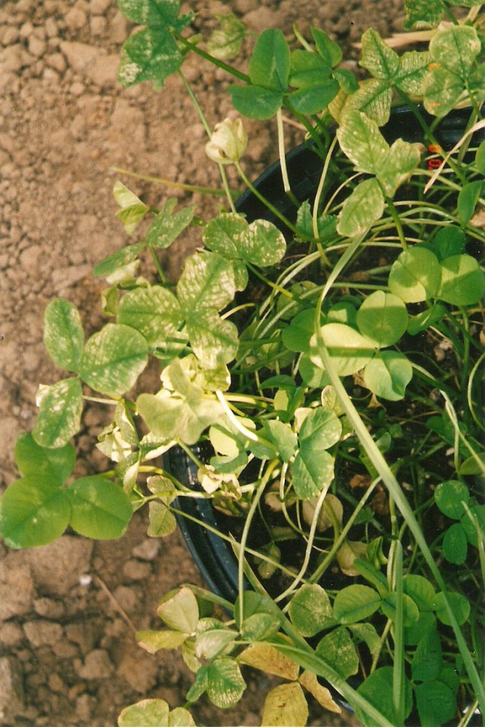 Ozone damage - White Clover 'Trifolium repens' 