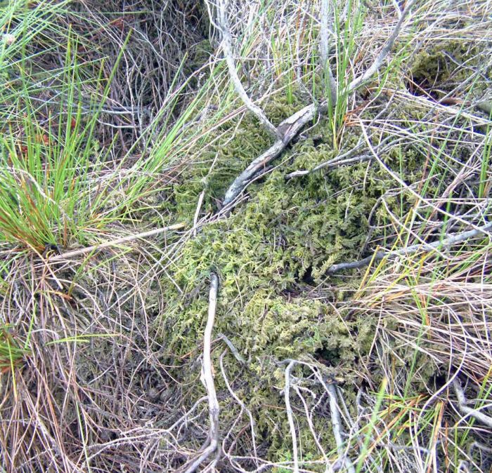 Sphagnum capillifolium 