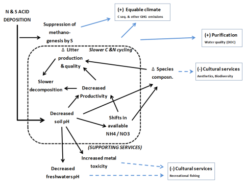 A diagram of acdification Impacts on ecosystems