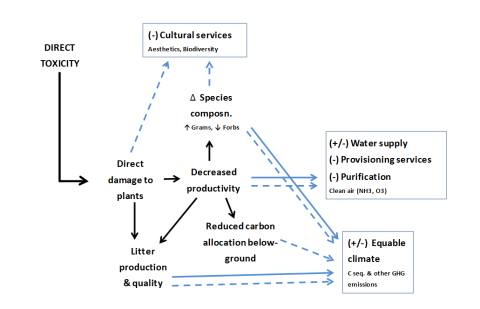 A diagram of direct toxicity Impacts on ecosystems