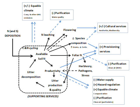 A diagram of eutrophication Impact on ecosystem