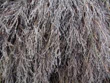 Bleached Heather (Calluna vulgaris)