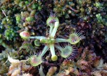 Drosera rotundifolia