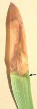 Injury developing in an Iris leaf