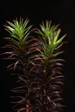 Polytrichum commune
