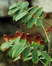 Sorbus aucuparia