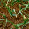 Leaf marking on a field of leeks (Allium porrum)