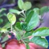 Apple showing leaf distortion 