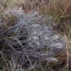 Bleached Heather (Calluna vulgaris)