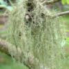 Usnea hirta