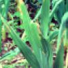 Fluoride stress on Gladiolus