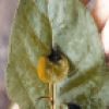 Leaf distortion and necrosis on Poplar