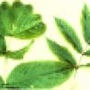 Leaf distortion and chlorosis in Sambucus sitchensis
