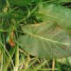 Ozone damage - Dock 'Rumex obtusifolius' 