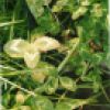 Ozone damage - Red Clover 'Trifolium partense' 