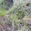 Sphagnum capillifolium 