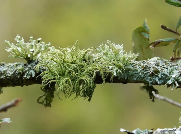 branch lichens